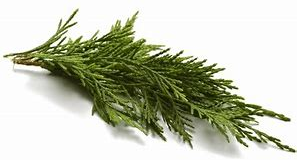 Famille : Cupressaceae
Partie de la plante : Feuilles et rameaux
Principaux constituants : delta 3 caréne, sabinéne, alpha-pinéne
Densité : 0.863 à 0.885
Pouvoir rotatoire : +15° à +30°
Indice de réfraction : 1.468 à 1.478
Rendement : 0.5 à 1.2%
Arôme : Boisé